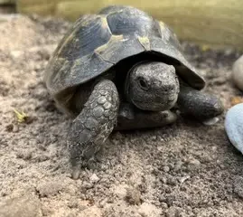 Photo of a pet support turtle used in Animal Assisted Therapy by Madeleine Robinson in Cambridge and online.